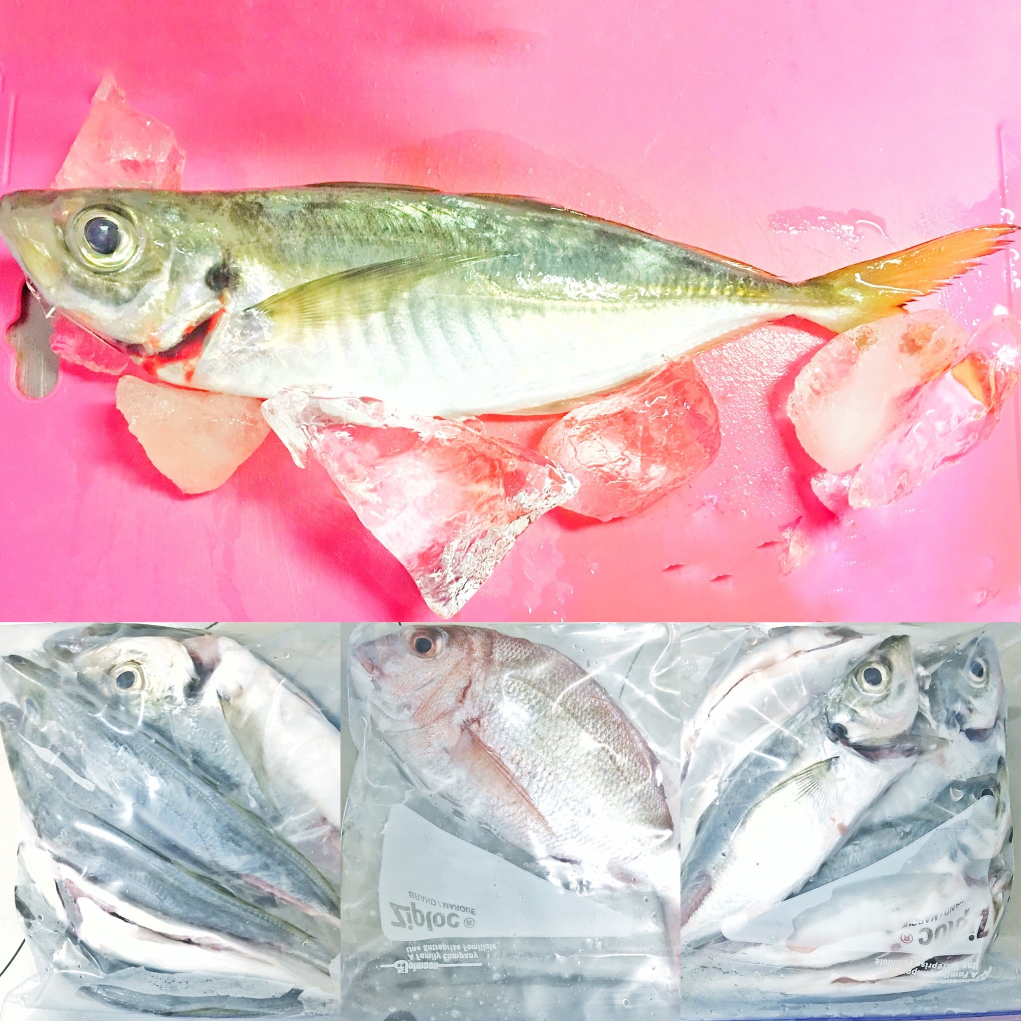 ウキ釣りでタチウオ釣り 大地蔵 広島県呉市 海燕 カイエンの釣り旅