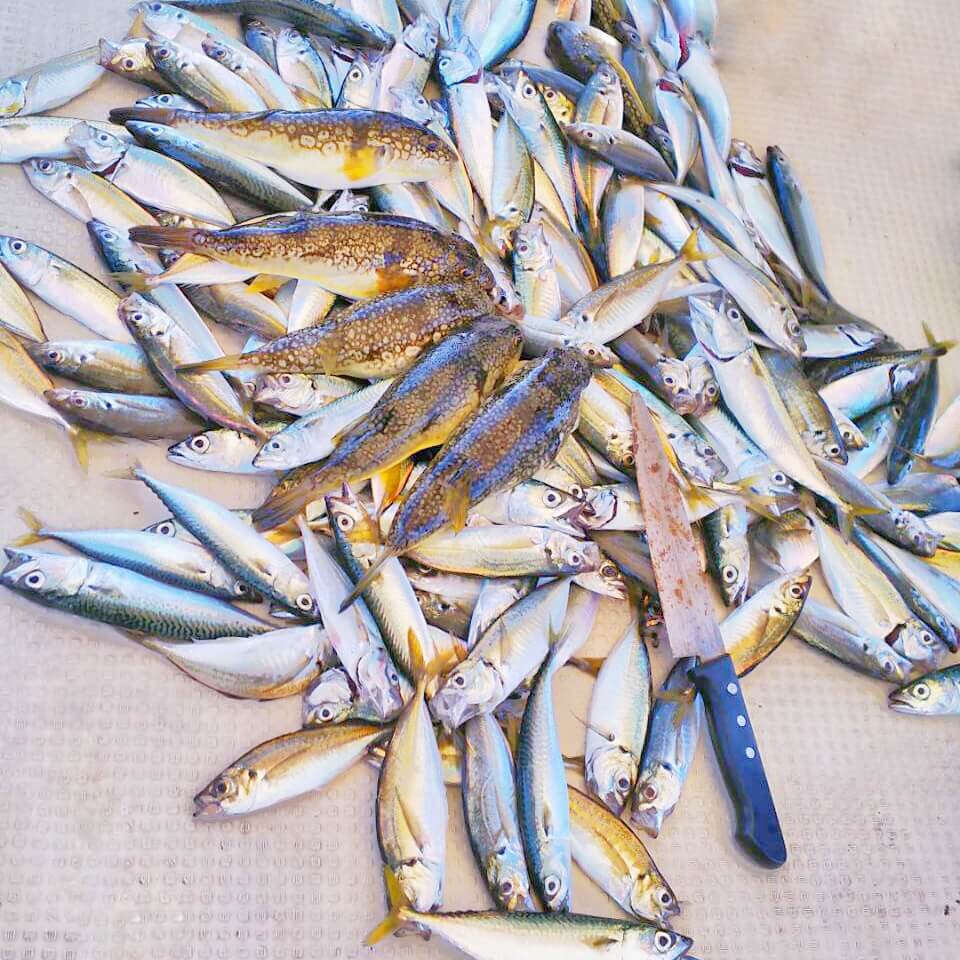 アジ メバル1匹超のサビキ釣り 江田島沖 広島県江田島市 海燕 カイエンの釣り旅