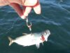 【ヒラメ・アオリイカ・青物・ハマチ・ブリ】アジの泳がせ釣り仕掛けには、生餌ローリングが便利と針をかける位置