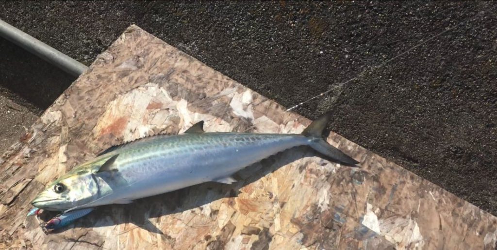 ショアジギングでブリ釣り 警固屋 広島県呉市 海燕 カイエンの釣り旅