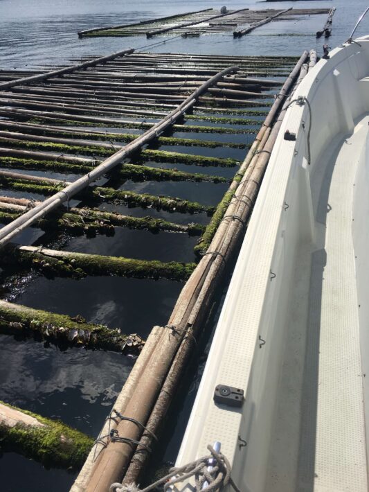 船で天秤仕掛けでカレイの投釣り 似島沖 広島県広島市 花見カレイを釣りにgo 太刀釣 Long Sword Fishing ロングソードフィッシング