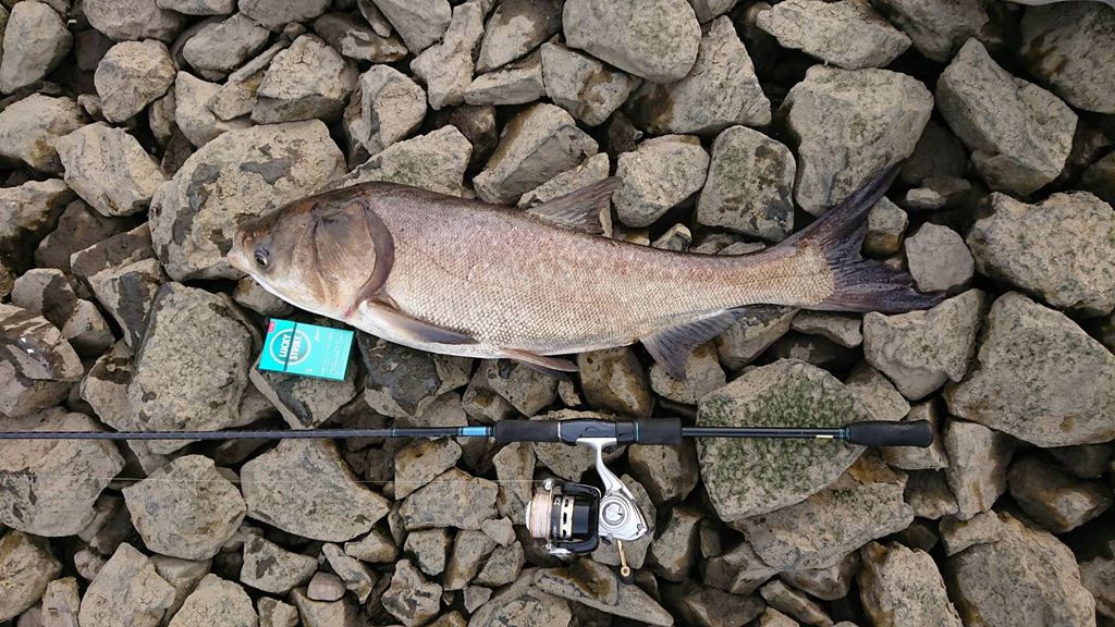 巨大魚 ハクレン を釣る ジャンプが有名なその生態と釣り方を解説 海燕 カイエンの釣り旅