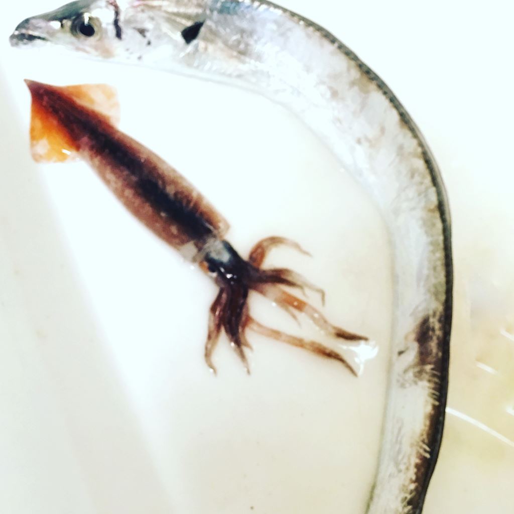 ウキ釣りでタチウオ釣り 阿賀マリノポリス 広島県呉市 と草津港などでブリ ヤズ アオリイカ釣り 広島県広島市 とベイサイドビーチ坂サビキ釣りについて 海燕 カイエンの釣り旅 ウキ釣りでタチウオ釣り 阿賀マリノポリス 広島県呉市 と草津港などでブリ ヤズ アオリイカ釣り 広島県広島市 とベイサイドビーチ坂サビキ釣りについて 海燕 カイエンの釣り旅