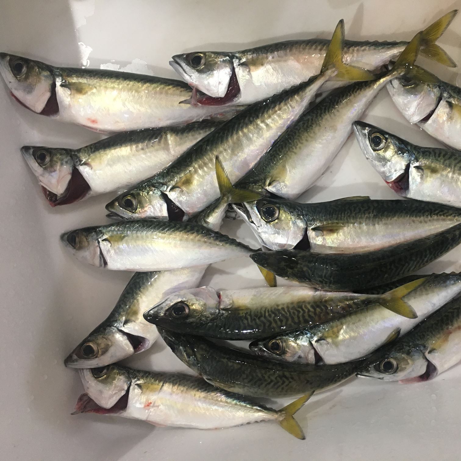 広島市のサビキ釣り釣果 この魚の名前が分かる人いますか 海燕 カイエンの釣り旅