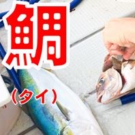 鯛の脳天締め エラ締め血抜きを解説 海燕 カイエンの釣り旅