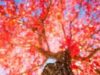 「帝釈峡（たいしゃくきょう）」撮影スポットで紅葉を120％楽しむ！【広島県神石郡】