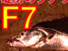 【化け物襲来】堤防のタチウオ釣りで”F７”が釣れたからタチウオテンヤ仕掛けとワインドの釣り方を紹介