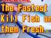 ブリを津本式究極の血抜き練習[The Fastest Way To Kill Fish and Keep them Fresh | Humane Method Of Fish Slaughte]