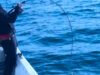 バラシタ後にコノシロの泳がせ青物釣りで史上最大級⁈寒ブリ