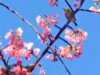 広島・上蒲刈島の早咲き桜の河津桜が見頃