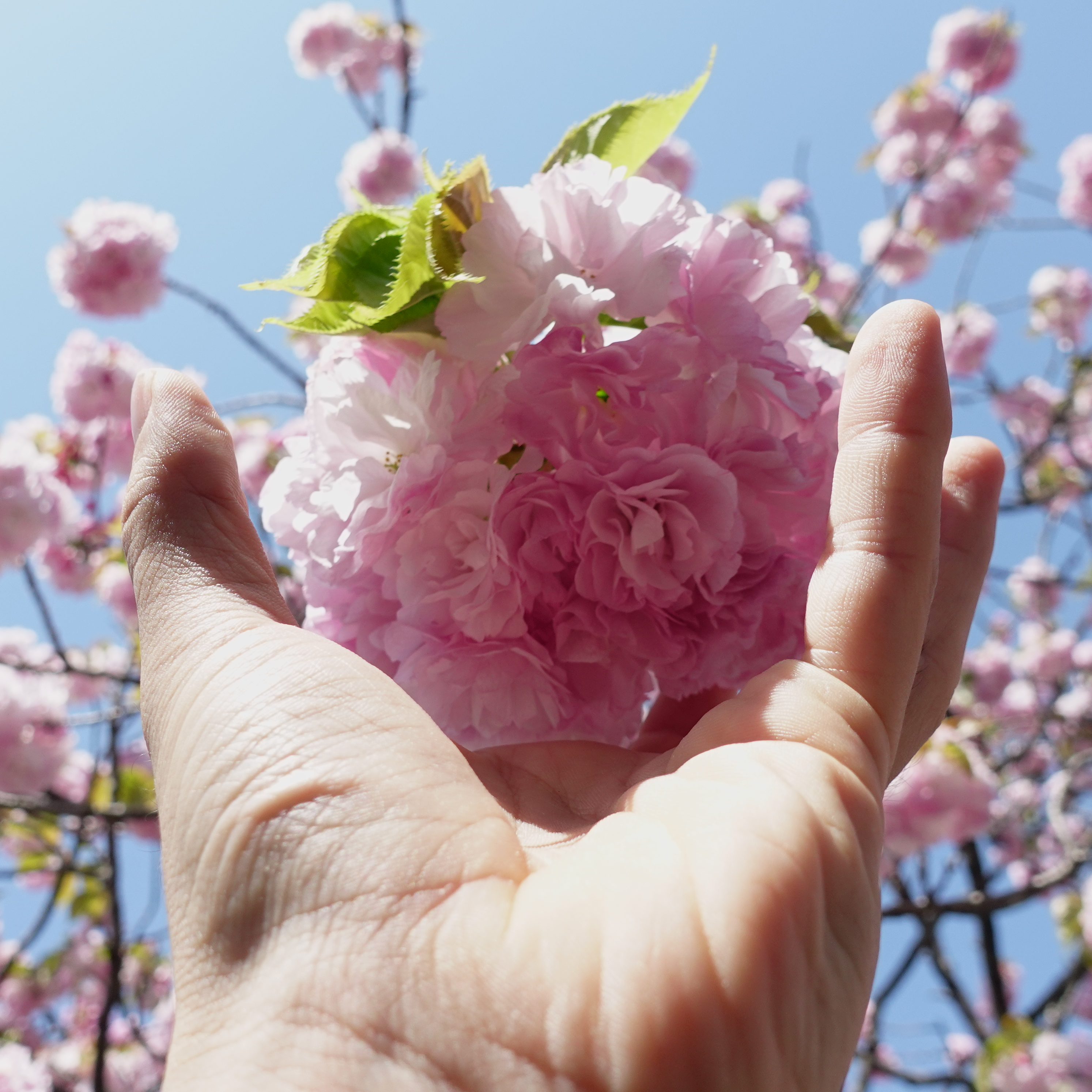 広島市内で桜を見るなら一般公開 花のまわりみち 造幣局広島支局の桜 広島県広島市 海燕 カイエンの釣り旅