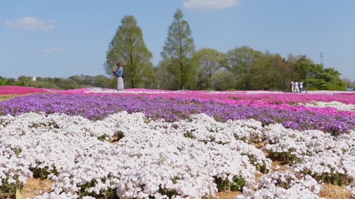 絶景 Flowervillage 花夢の里 世羅高原農場の芝桜とネモフィラの丘 広島県世羅郡 スーパーライズ Super Rise