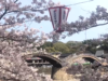 山口県岩国市にある日本三名橋の一つ「錦帯橋（きんたいきょう）」と桜が本気を出した
