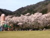 広島から近い土師ダム（八千代湖周辺）の桜が絶景だった