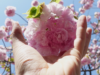 広島市内で桜を見るなら一般公開「花のまわりみち」造幣局広島支局の桜（広島県広島市）