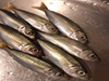 山口県の周防大島ではイカ、豆アジとサヨリが釣れ始めましたね