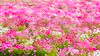 広島県内最大級の【国営 備北丘陵公園】で花のコスモスが約210万本も満開！「備北コスモスピクニック」