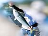 江田島や警固屋や草津漁港付近の堤防から青物のブリ・ヤズ・サゴシが釣れ始めましたね。