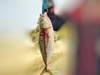 [中国地方釣果]広島県の大竹、能美島や江田島や警固屋や草津漁港付近の堤防から青物のブリ・ヤズ・サゴシが釣れ始めましたね。