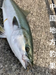 コノシロの泳がせ釣りで青物！【中国地方釣果】広島県の大竹、能美島や江田島や警固屋や草津漁港付近の堤防から青物のブリ・ヤズ・サゴシが釣れ始めましたね。