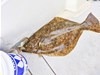 【船釣り】広島県江田島沖で85cmの鰈（カレイ）のエンガワは最高や！カレイ釣り好調