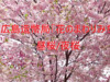 広島市内で桜/夜桜を見るなら一般公開「花のまわりみち」造幣局広島支局の桜（広島県広島市）