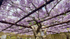 【藤公園】和気町藤公園の藤まつりで”ふじ”の花を堪能「岡山県和気郡」