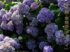 [広島のあじさいスポット]三景園(中央森林公園)の紫陽花(アジサイ)が綺麗ですよ！