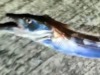 今年も広島県の阿賀マリノで絶滅危惧種レベルのタチウオが釣れるシーズン開幕！