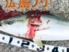 広島の堤防から初の80cmオーバーのブリをゲット！#広島釣り