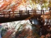 【広島の紅葉】帝釈峡は枯れてるから神龍湖近くの小さい橋しか紅葉が無いよ。#広島紅葉 #帝釈峡 ＃神龍湖