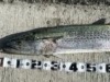 広島の堤防からサワラが釣れたよ。県内の釣果傾向とオススメ釣り場を紹介