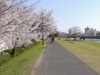 【広島城・基町河岸公園】広島サッカースタジアム近くの基町河岸公園にソメイヨシノ約480本が8部咲きで一部満開でした。とても綺麗だよ。「広島市」