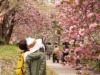 八重桜が満開を迎え、桜全落ちや枯れている桜が多数。広島市内で桜/夜桜を見るなら一般公開「花のまわりみち」造幣局広島支局の桜（広島県広島市）