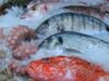 釣りとスーパーでの魚の購入について、コストパフォーマンス（コスパ）と難易度を魚種別・季節別に分かりやすく解説